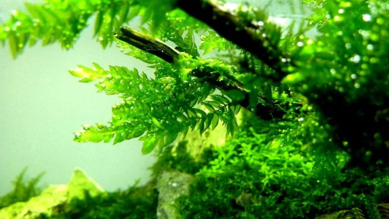 как прикрепить мох к коряге в аквариуме