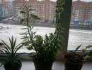 Педилантус титималоидный