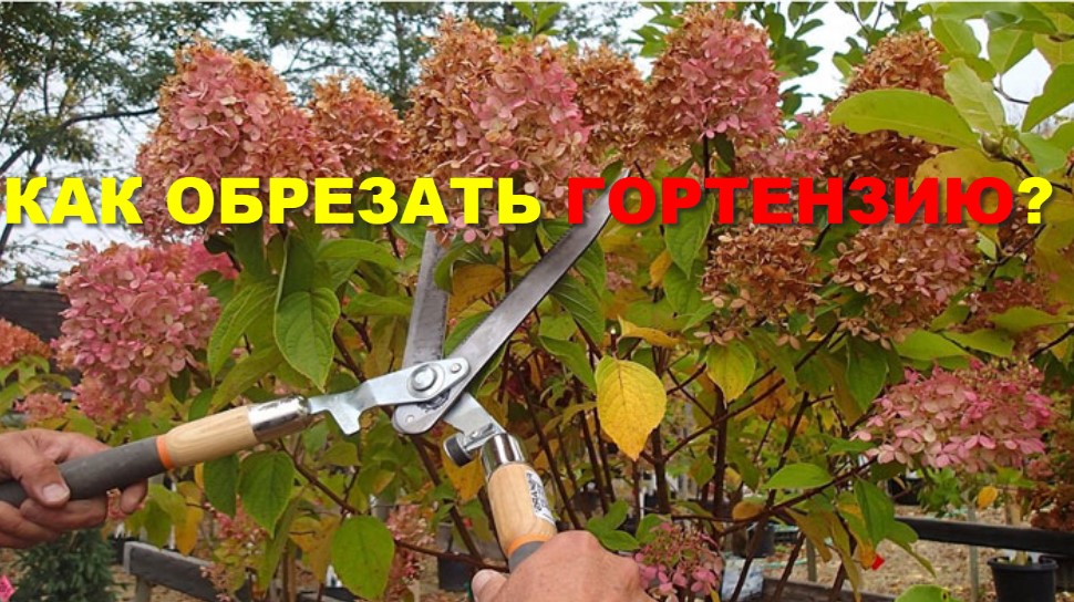 пышный куст цветущей гортензии в саду