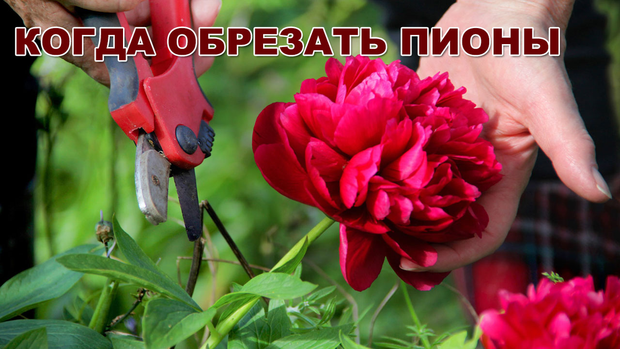 красивые кусты пионов в саду во время цветения